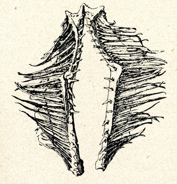 Gills of atlantic salmon (Salmo salar)