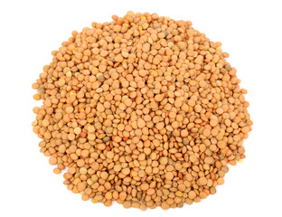 Lentil seeds