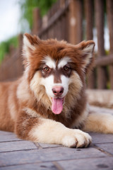 Alaskan Malamute