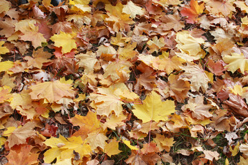 Autumn park with leaves