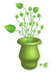 Green herbs in vase