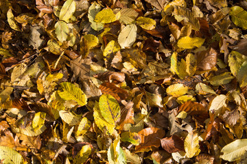 Herbstwald