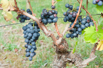 bunches of red grapes on the vines