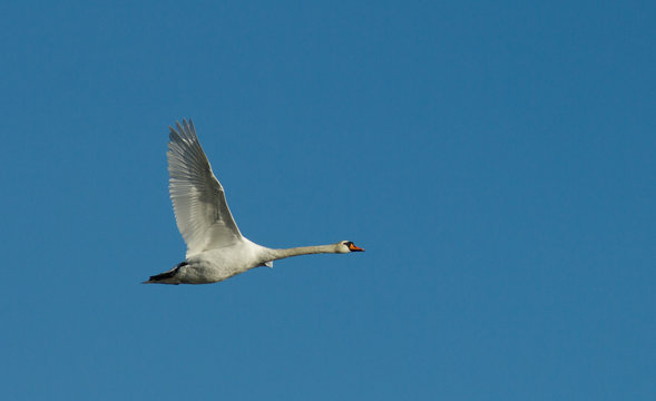 Muted swan