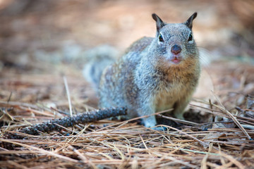 American grey squirrel at Yosemite National Park