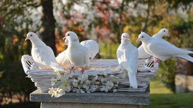 white doves