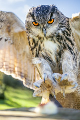 European Eagle Owl