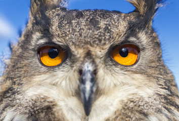 European Eagle Owl