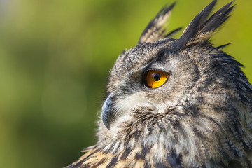 European Eagle Owl