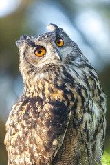 European Eagle Owl