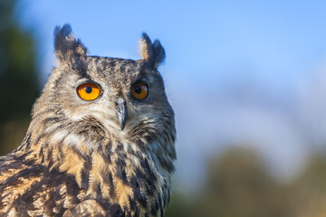 Fototapeta premium European Eagle Owl