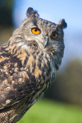 Naklejka premium European Eagle Owl