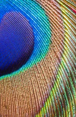 Deurstickers peacock feather closeup © martypit