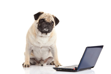 pug dog computer isolated on white background