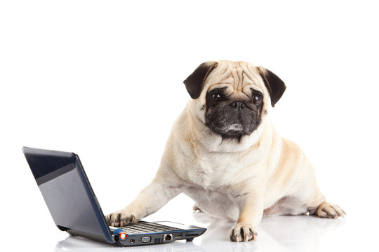 Pug Dog Computer Isolated On White Background