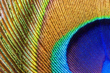 peacock feather closeup