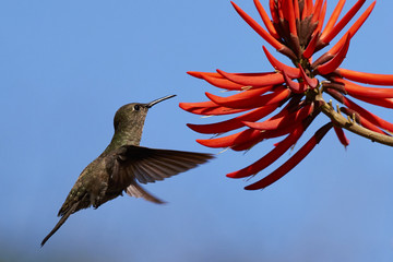 Kolibri an Erythrina speciosa