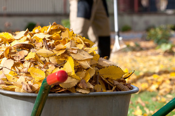 Autumn leaves in a wheelbarrow
