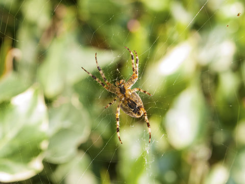 spider in a web on a natural background