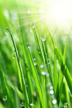 Fresh grass with dew drops close up
