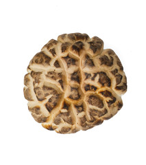 Dried mushroom closeup on white background