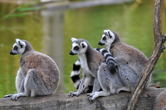 Katta (Lemur catta)