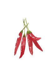 とうがらしの水彩イラスト