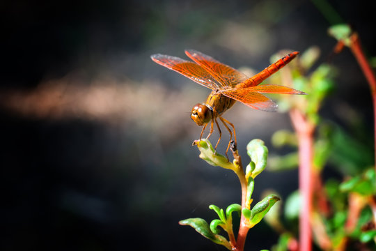 Orange dragonfly on plant.