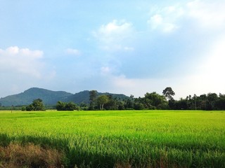 Field With Mountain Blue Sky