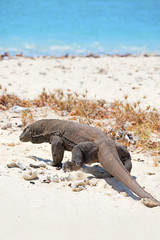 Fototapeta premium Waran z Komodo