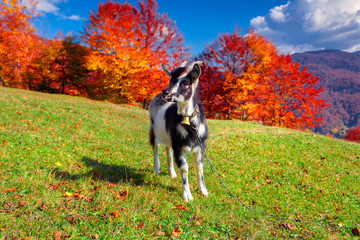 Young goat on pasture in the mountains in autumn