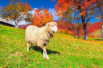 White sheep on pasture in the mountains in autumn