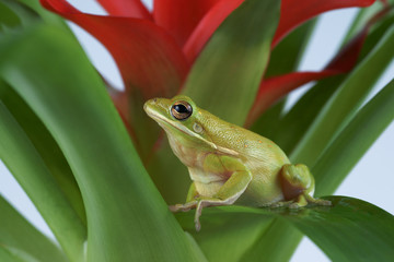 Tree frog (Litoria infrafrenata)