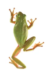 Crédence de cuisine en verre imprimé Grenouille Tree frog (Litoria infrafrenata)