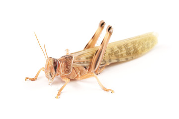 Locust, Desert locust (Schistocerca gregaria)