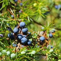 Wacholder -juniper 09