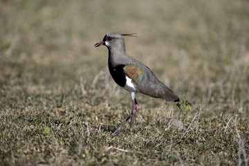 Southern lapwing,  Vanellus chilensis