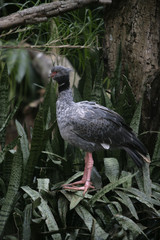 Southern screamer, Chauna torquata
