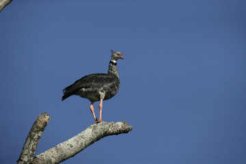 Southern screamer, Chauna torquata