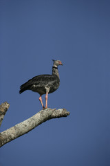Southern screamer, Chauna torquata