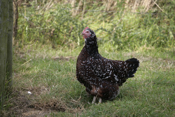 Speckled sussex
