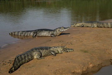 Spectacled caiman, Caiman crocodilus