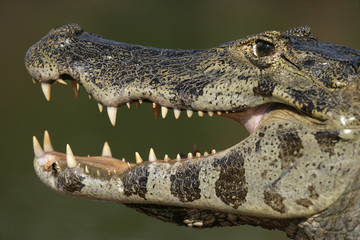 Spectacled caiman, Caiman crocodilus