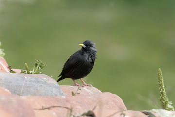 Spotless starling, Sturnus unicolor