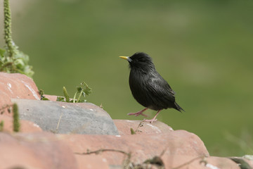 Spotless starling, Sturnus unicolor