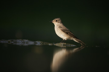 Spotted flycatcher, Muscicapa striata