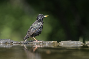 Starling, Sturnus vulgaris