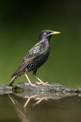 Starling, Sturnus vulgaris