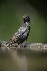Starling, Sturnus vulgaris