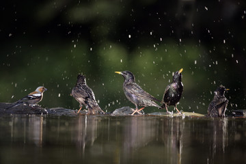 Starling, Sturnus vulgaris